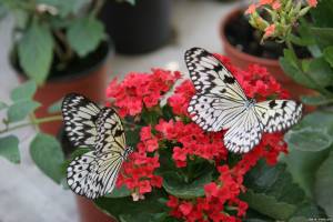 У Борисполі проходить виставка живих тропічних метеликів та інших комах