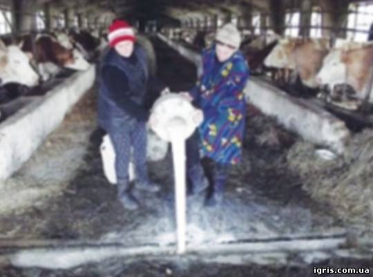Бориспіль. Газета «Вісті». Спекулянтів на ринку молока каратимуть штрафами.